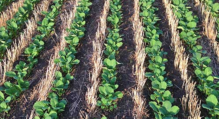 Seeding between the rows